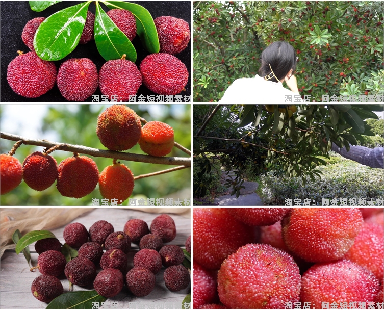 杨梅果实果园成熟丰收采摘水果抖音短视频自媒体高清实拍素材剪辑