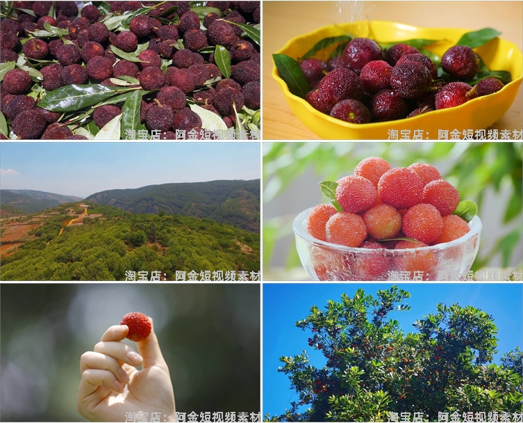 杨梅果实果园成熟丰收采摘水果抖音短视频自媒体高清实拍素材剪辑