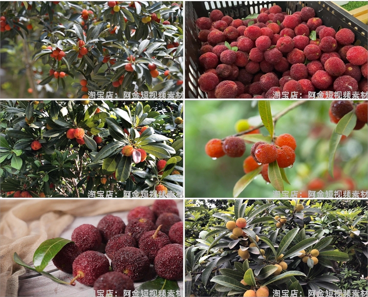 杨梅果实果园成熟丰收采摘水果抖音短视频自媒体高清实拍素材剪辑