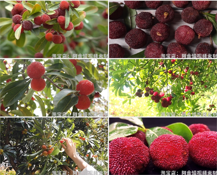 杨梅果实果园成熟丰收采摘水果抖音短视频自媒体高清实拍素材剪辑