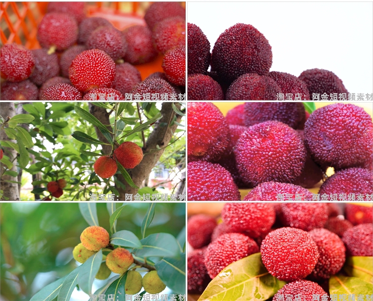 杨梅果实果园成熟丰收采摘水果抖音短视频自媒体高清实拍素材剪辑