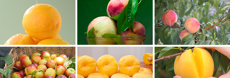 水蜜桃黄桃油桃毛桃水果实桃园成熟采摘桃子果园果树高清视频素材