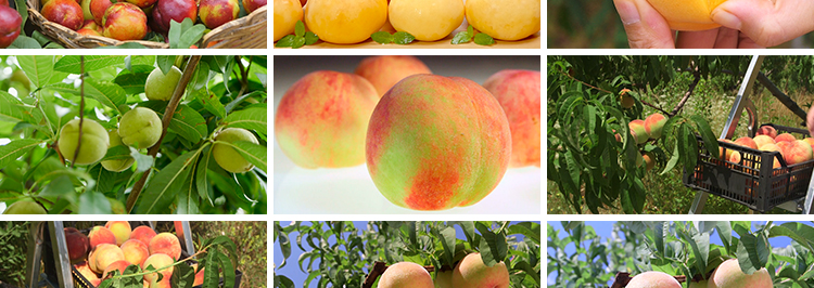 水蜜桃黄桃油桃毛桃水果实桃园成熟采摘桃子果园果树高清视频素材