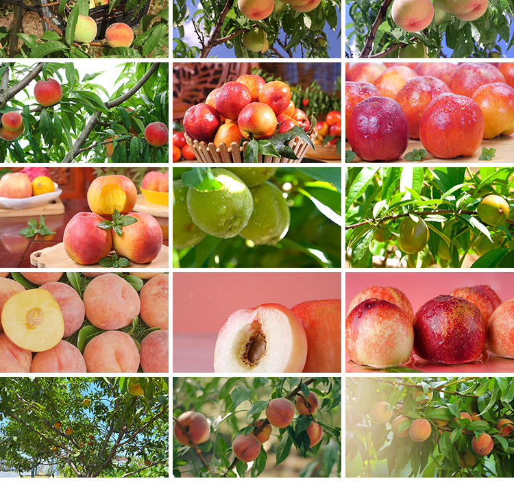 水蜜桃黄桃油桃毛桃水果实桃园成熟采摘桃子果园果树高清视频素材