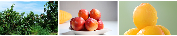 水蜜桃黄桃油桃毛桃水果实桃园成熟采摘桃子果园果树高清视频素材