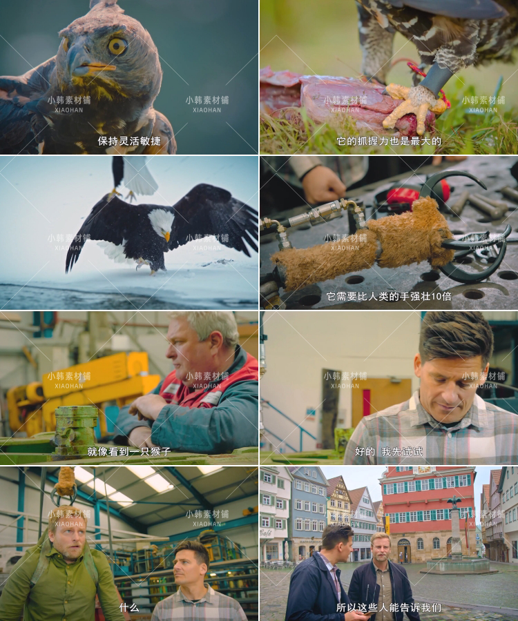 BBC动物纪录片不可思议的动物全10集中视频自媒体解说视频素材