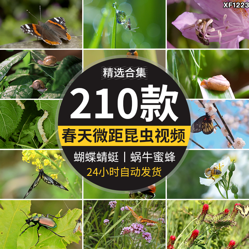 清新大自然微距昆虫绿叶子花朵蜗牛蝴蝶蜜蜂小虫子特写短视频素材