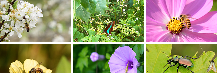 清新大自然微距昆虫绿叶子花朵蜗牛蝴蝶蜜蜂小虫子特写短视频素材