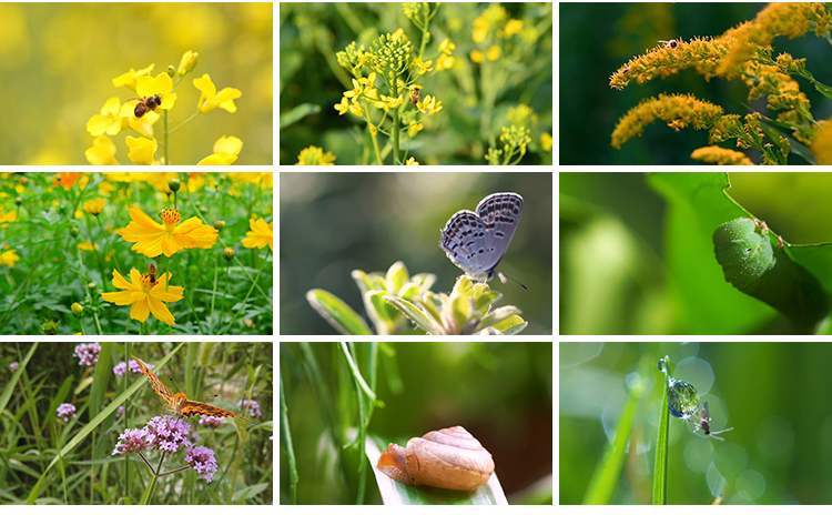 清新大自然微距昆虫绿叶子花朵蜗牛蝴蝶蜜蜂小虫子特写短视频素材