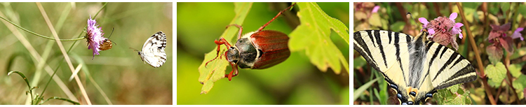 清新大自然微距昆虫绿叶子花朵蜗牛蝴蝶蜜蜂小虫子特写短视频素材