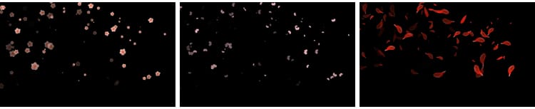 花瓣花朵飞舞飘落动态桃花玫瑰花特效动画pr_ae透明通道视频素材