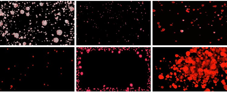 花瓣花朵飞舞飘落动态桃花玫瑰花特效动画pr_ae透明通道视频素材