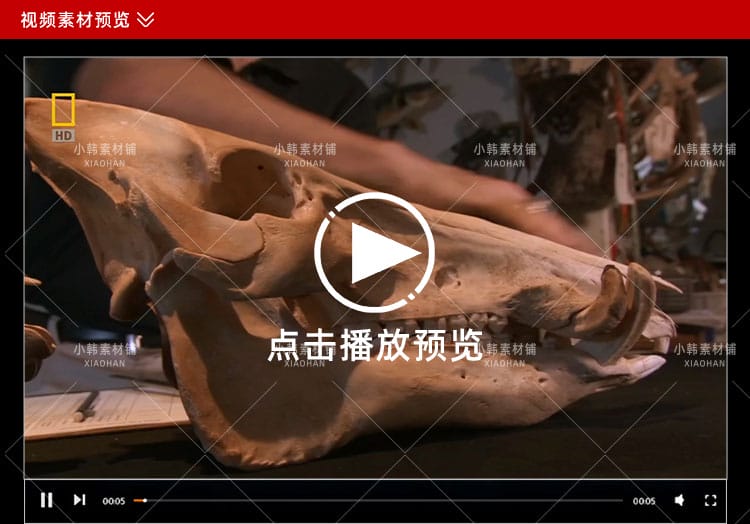 国家地理动物研究纪录片动物天才全4集中视频自媒体解说视频素材