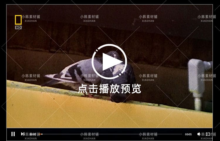 国家地理动物研究纪录片动物天才全4集中视频自媒体解说视频素材