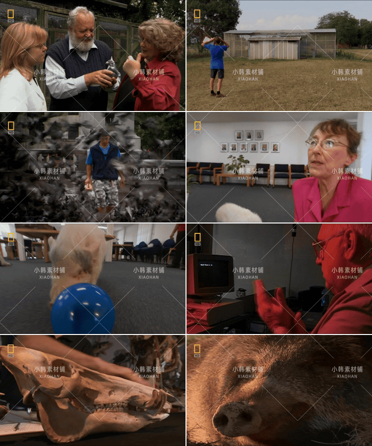 国家地理动物研究纪录片动物天才全4集中视频自媒体解说视频素材