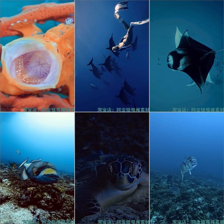 竖屏海底鱼类实拍海洋生物风景抖音高清解压短视频小说推文素材