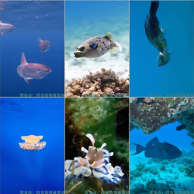 竖屏海底鱼类实拍海洋生物风景抖音高清解压短视频小说推文素材