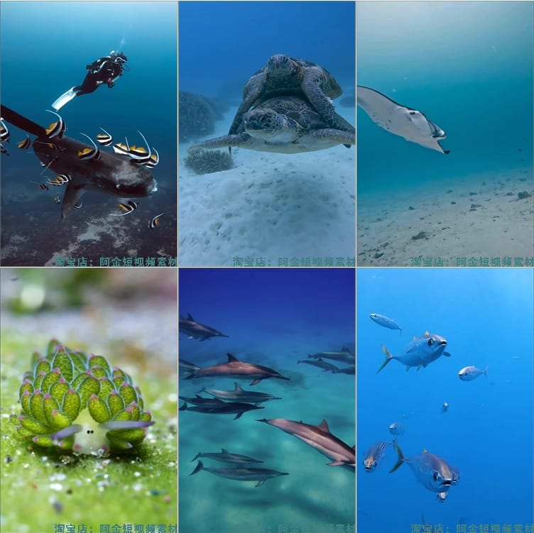 竖屏海底鱼类实拍海洋生物风景抖音高清解压短视频小说推文素材