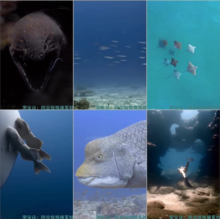 竖屏海底鱼类实拍海洋生物风景抖音高清解压短视频小说推文素材