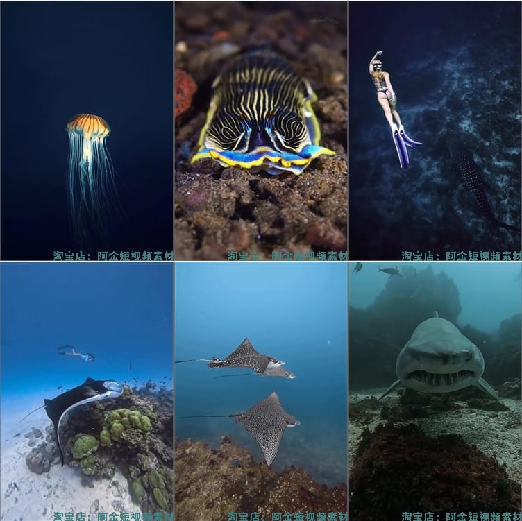 竖屏海底鱼类实拍海洋生物风景抖音高清解压短视频小说推文素材