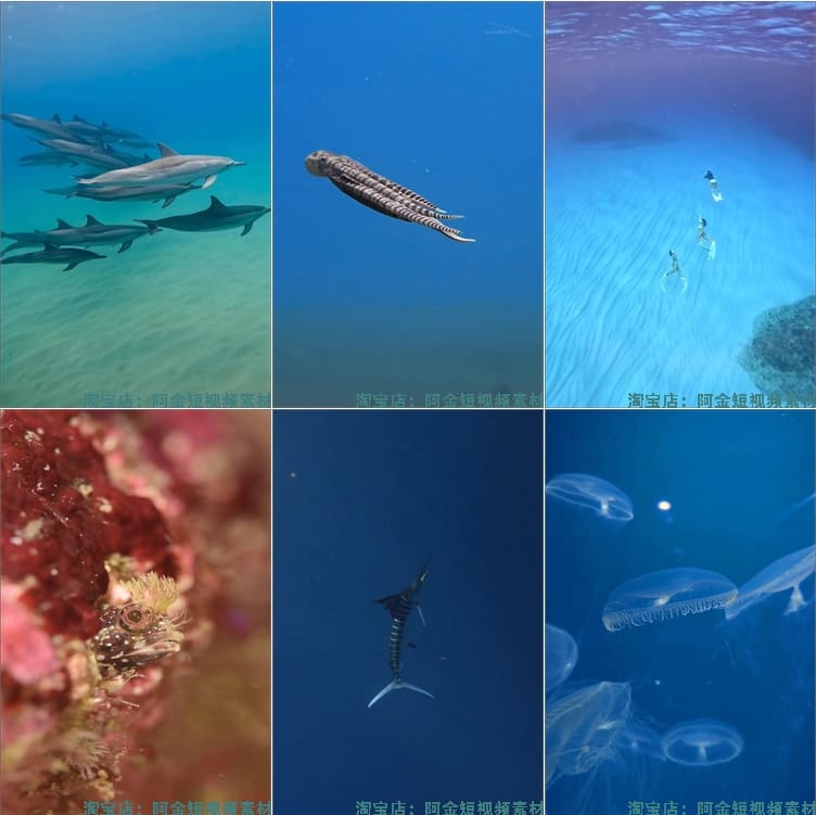 竖屏海底鱼类实拍海洋生物风景抖音高清解压短视频小说推文素材