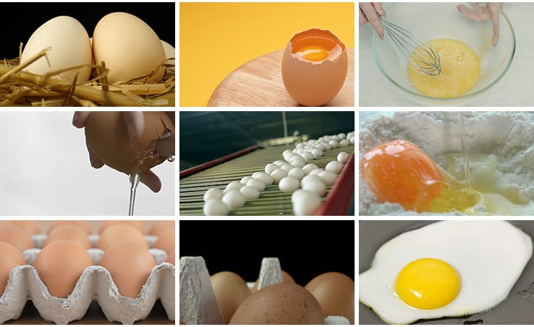 农家土鸡蛋蛋黄营养笨鸡蛋无公害草鸡蛋本鸡蛋宣传片高清视频素材