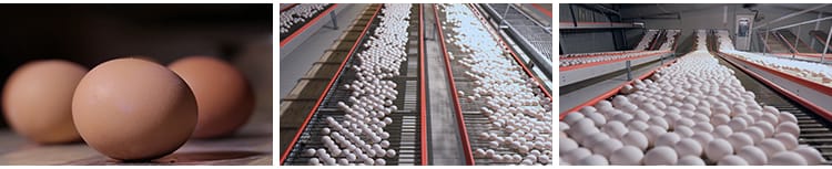 农家土鸡蛋蛋黄营养笨鸡蛋无公害草鸡蛋本鸡蛋宣传片高清视频素材