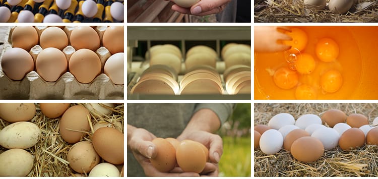 农家土鸡蛋蛋黄营养笨鸡蛋无公害草鸡蛋本鸡蛋宣传片高清视频素材