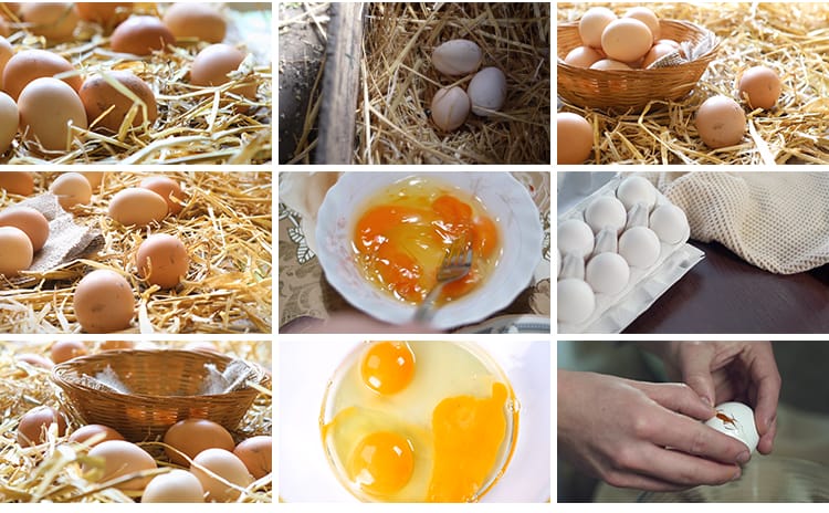 农家土鸡蛋蛋黄营养笨鸡蛋无公害草鸡蛋本鸡蛋宣传片高清视频素材