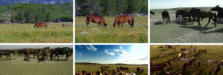 内蒙古大草原骏马群万马奔腾航拍套马放马赛牧马LED背景视频素材