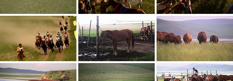 内蒙古大草原骏马群万马奔腾航拍套马放马赛牧马LED背景视频素材