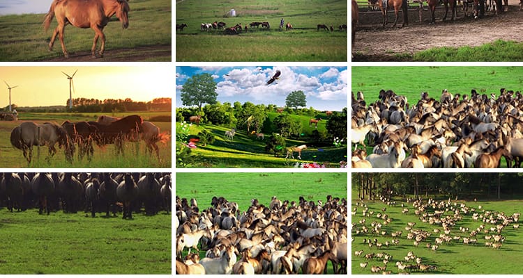 内蒙古大草原骏马群万马奔腾航拍套马放马赛牧马LED背景视频素材