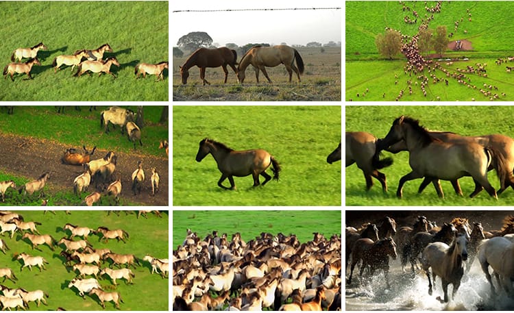 内蒙古大草原骏马群万马奔腾航拍套马放马赛牧马LED背景视频素材