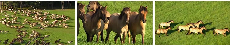 内蒙古大草原骏马群万马奔腾航拍套马放马赛牧马LED背景视频素材