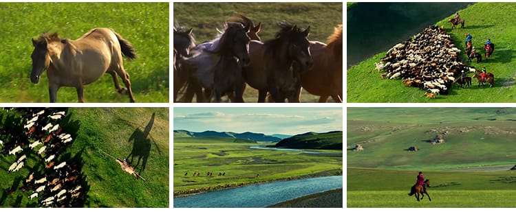 内蒙古大草原骏马群万马奔腾航拍套马放马赛牧马LED背景视频素材