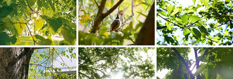 4K夏日阳光透过树叶森林空境升格大自然唯美清新绿叶实拍视频素材