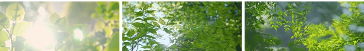 4K夏日阳光透过树叶森林空境升格大自然唯美清新绿叶实拍视频素材