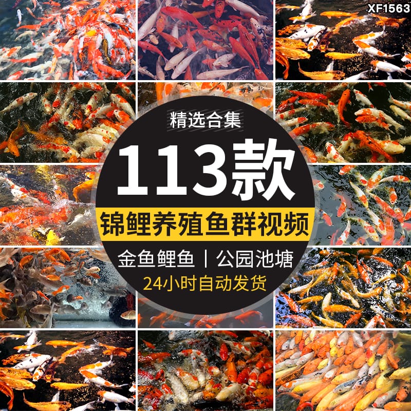 锦鲤养殖水池里游动鱼池红鲤鱼公园喂鱼金鱼高清实拍剪辑视频素材