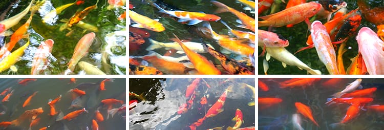 锦鲤养殖水池里游动鱼池红鲤鱼公园喂鱼金鱼高清实拍剪辑视频素材