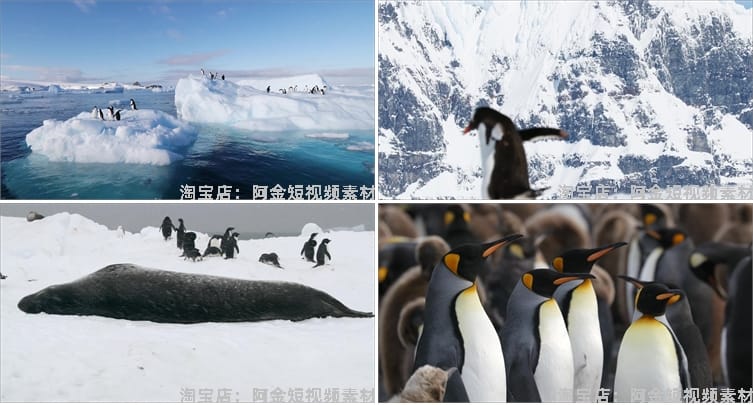 南极企鹅冰山冰川雪山动物风景素材高清旅游自然治愈系短视频背景
