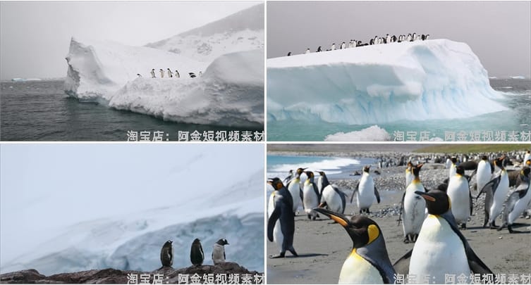 南极企鹅冰山冰川雪山动物风景素材高清旅游自然治愈系短视频背景