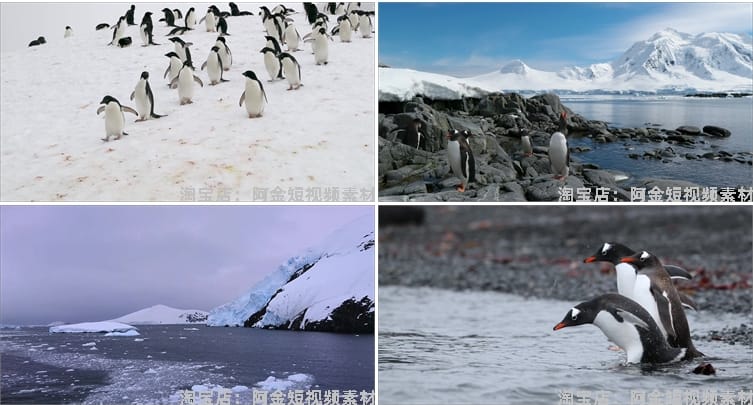 南极企鹅冰山冰川雪山动物风景素材高清旅游自然治愈系短视频背景