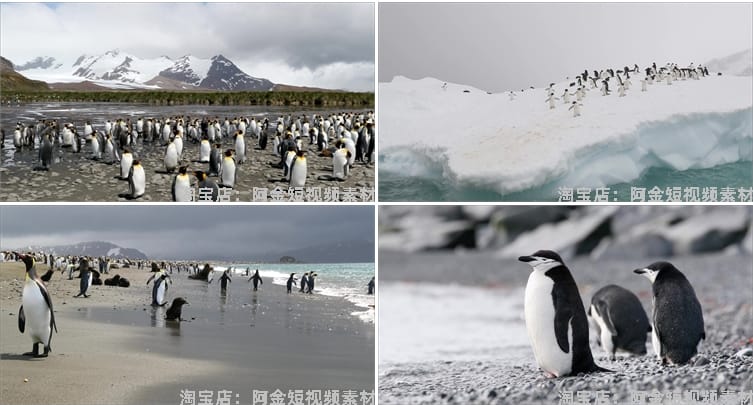 南极企鹅冰山冰川雪山动物风景素材高清旅游自然治愈系短视频背景
