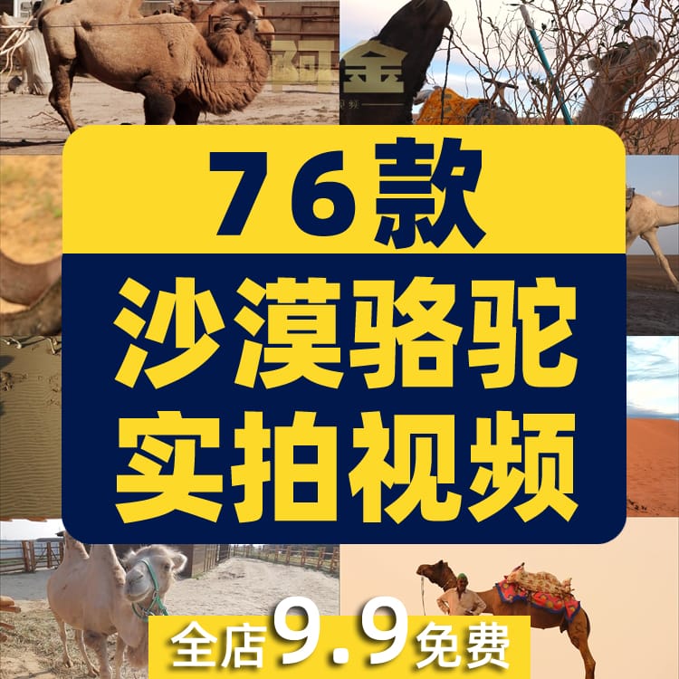 沙漠骆驼商队行走夕阳大漠丝绸之路经济商贸驼队抖音短视频素材