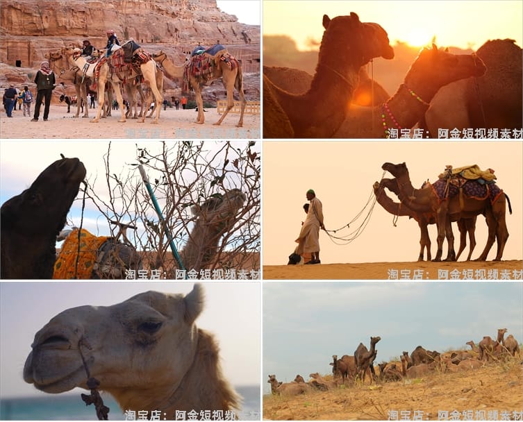 沙漠骆驼商队行走夕阳大漠丝绸之路经济商贸驼队抖音短视频素材