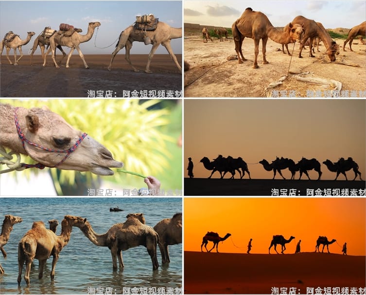 沙漠骆驼商队行走夕阳大漠丝绸之路经济商贸驼队抖音短视频素材