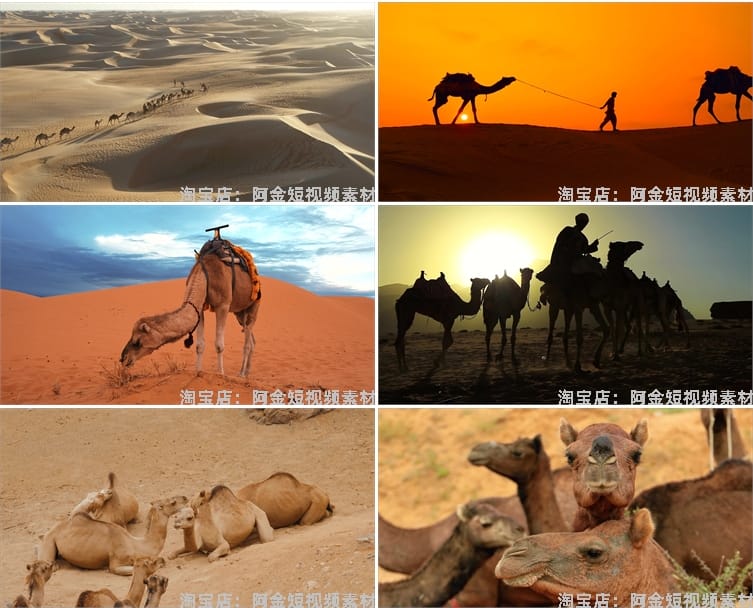 沙漠骆驼商队行走夕阳大漠丝绸之路经济商贸驼队抖音短视频素材