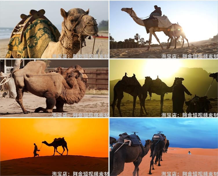 沙漠骆驼商队行走夕阳大漠丝绸之路经济商贸驼队抖音短视频素材