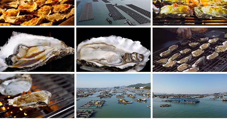 炭烧烤生蚝蒜蓉新鲜海鲜美食生蚝养殖基地海蛎子牡蛎剪辑视频素材
