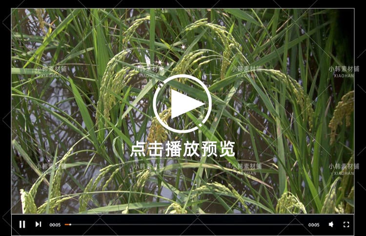 农业农耕收割水稻棉花横版高清抖音自媒体pr剪辑背景视频素材